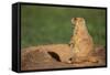 Black-Tailed Prairie Dog-DLILLC-Framed Stretched Canvas