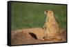 Black-Tailed Prairie Dog-DLILLC-Framed Stretched Canvas