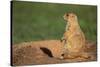 Black-Tailed Prairie Dog-DLILLC-Stretched Canvas