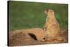 Black-Tailed Prairie Dog-DLILLC-Stretched Canvas