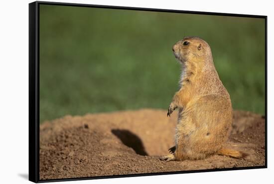 Black-Tailed Prairie Dog-DLILLC-Framed Stretched Canvas