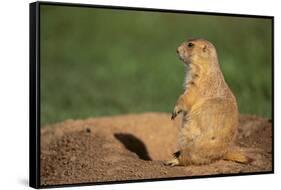 Black-Tailed Prairie Dog-DLILLC-Framed Stretched Canvas