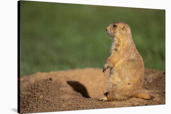 Black-Tailed Prairie Dog-DLILLC-Stretched Canvas