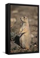 Black-Tailed Prairie Dog-DLILLC-Framed Stretched Canvas