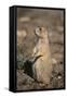 Black-Tailed Prairie Dog-DLILLC-Framed Stretched Canvas