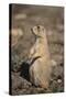 Black-Tailed Prairie Dog-DLILLC-Stretched Canvas