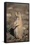 Black-Tailed Prairie Dog-DLILLC-Framed Stretched Canvas