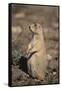 Black-Tailed Prairie Dog-DLILLC-Framed Stretched Canvas