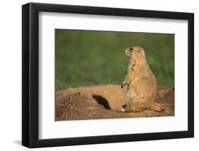 Black-Tailed Prairie Dog-DLILLC-Framed Premium Photographic Print