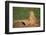 Black-Tailed Prairie Dog-DLILLC-Framed Premium Photographic Print