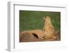 Black-Tailed Prairie Dog-DLILLC-Framed Premium Photographic Print