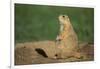 Black-Tailed Prairie Dog-DLILLC-Framed Photographic Print