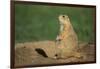 Black-Tailed Prairie Dog-DLILLC-Framed Photographic Print