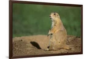 Black-Tailed Prairie Dog-DLILLC-Framed Photographic Print