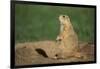 Black-Tailed Prairie Dog-DLILLC-Framed Photographic Print