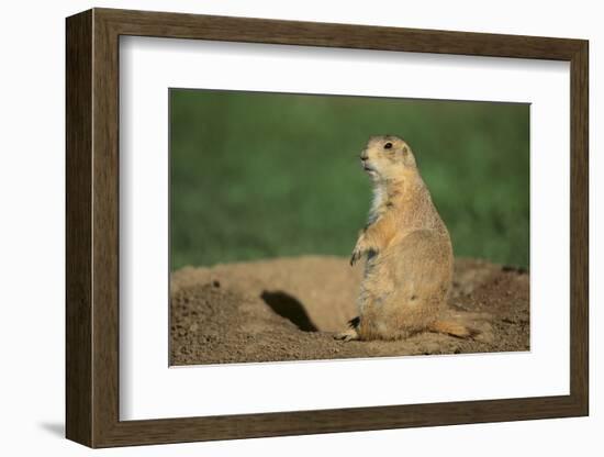 Black-Tailed Prairie Dog-DLILLC-Framed Photographic Print