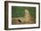 Black-Tailed Prairie Dog-DLILLC-Framed Photographic Print