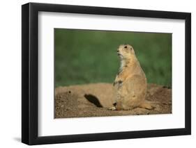 Black-Tailed Prairie Dog-DLILLC-Framed Photographic Print