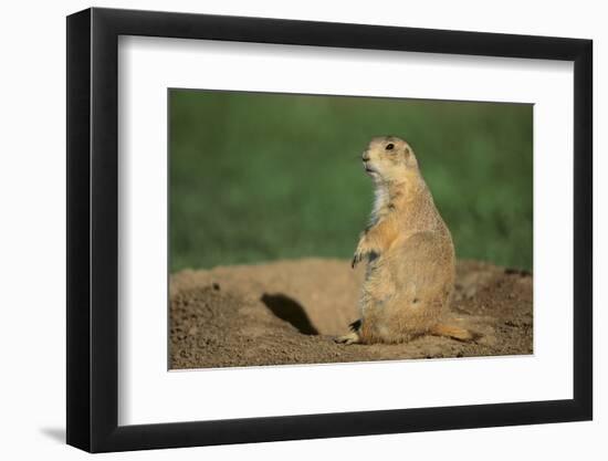 Black-Tailed Prairie Dog-DLILLC-Framed Photographic Print