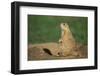 Black-Tailed Prairie Dog-DLILLC-Framed Photographic Print