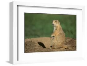 Black-Tailed Prairie Dog-DLILLC-Framed Photographic Print