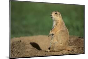 Black-Tailed Prairie Dog-DLILLC-Mounted Photographic Print