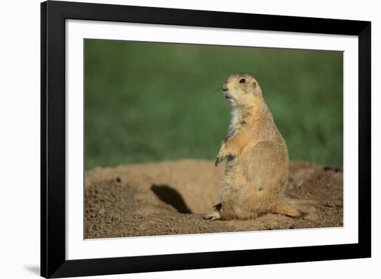 Black-Tailed Prairie Dog-DLILLC-Framed Photographic Print