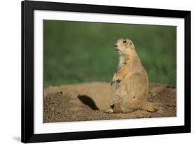 Black-Tailed Prairie Dog-DLILLC-Framed Photographic Print