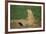 Black-Tailed Prairie Dog-DLILLC-Framed Photographic Print