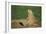 Black-Tailed Prairie Dog-DLILLC-Framed Photographic Print