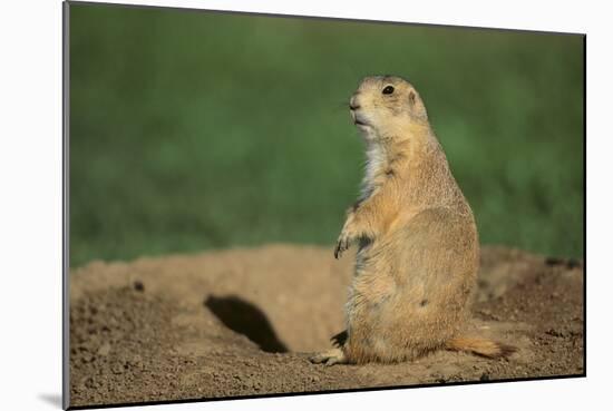 Black-Tailed Prairie Dog-DLILLC-Mounted Photographic Print