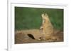 Black-Tailed Prairie Dog-DLILLC-Framed Photographic Print