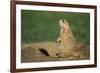 Black-Tailed Prairie Dog-DLILLC-Framed Photographic Print