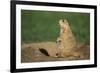 Black-Tailed Prairie Dog-DLILLC-Framed Photographic Print