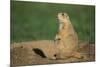 Black-Tailed Prairie Dog-DLILLC-Mounted Photographic Print