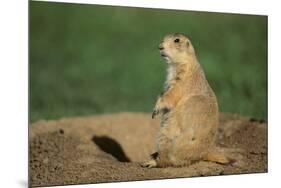 Black-Tailed Prairie Dog-DLILLC-Mounted Photographic Print