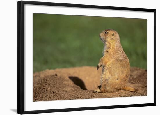 Black-Tailed Prairie Dog-DLILLC-Framed Photographic Print