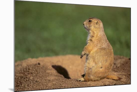 Black-Tailed Prairie Dog-DLILLC-Mounted Photographic Print