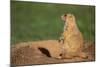 Black-Tailed Prairie Dog-DLILLC-Mounted Photographic Print