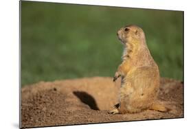 Black-Tailed Prairie Dog-DLILLC-Mounted Photographic Print