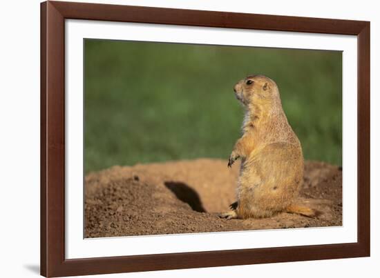 Black-Tailed Prairie Dog-DLILLC-Framed Photographic Print