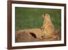 Black-Tailed Prairie Dog-DLILLC-Framed Photographic Print