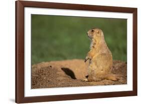 Black-Tailed Prairie Dog-DLILLC-Framed Photographic Print