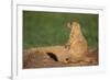 Black-Tailed Prairie Dog-DLILLC-Framed Photographic Print