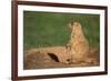 Black-Tailed Prairie Dog-DLILLC-Framed Photographic Print