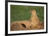 Black-Tailed Prairie Dog-DLILLC-Framed Photographic Print