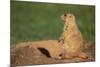 Black-Tailed Prairie Dog-DLILLC-Mounted Photographic Print