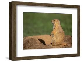 Black-Tailed Prairie Dog-DLILLC-Framed Photographic Print