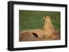 Black-Tailed Prairie Dog-DLILLC-Framed Photographic Print