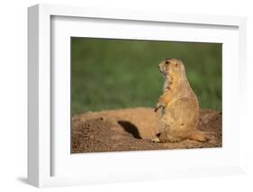 Black-Tailed Prairie Dog-DLILLC-Framed Photographic Print